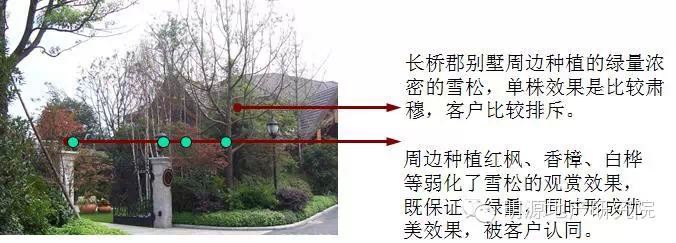 部分乔木单株效果被客户所排斥